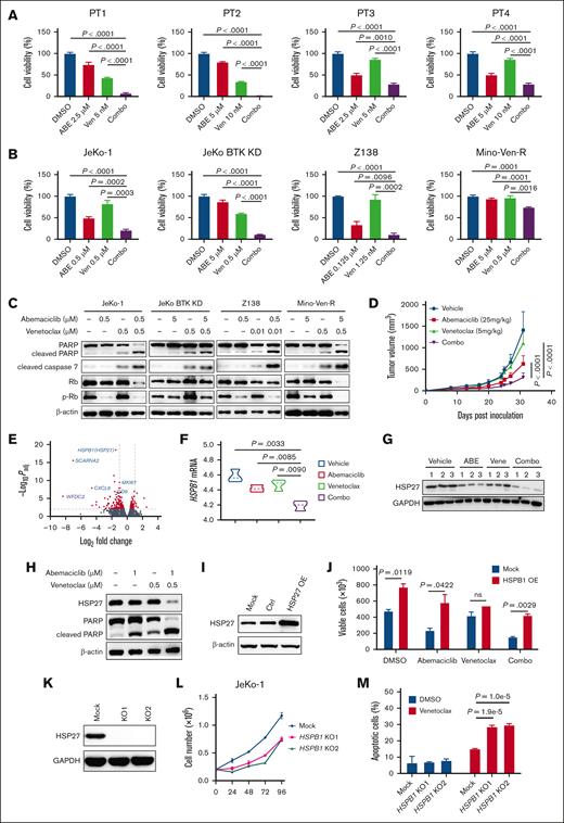 Abemaciclib in combination with venetoclax shows synergistically antiMCL efficacy in vitro and in vivo via downregulation of HSP27. (A) The combination of abemaciclib and venetoclax synergistically induced cytotoxicity after 24 hours of treatment in primary patient cells. (B) The combination of abemaciclib and venetoclax-induced cytotoxicity relative to a single agent after 72 hours of treatment in MCL cell lines. (C) Representative immunoblots indicate that proapoptotic markers were upregulated after treatment with single agents or in combination, as shown in panel B for 12 hours. (D) Mino-Ven-R CDX models treated with vehicle, abemaciclib (25 mg/kg per day, orally), venetoclax (5 mg/kg per day, orally), or their combination. The tumor burden indicated by the tumor volume is plotted. (E) Volcano plot indicating difference in gene expression by RNA-seq of tumors derived from mice treated with vehicle and the combination is shown. The significance with an inclusion level of >0.5 log fold change and adjusted P of <.01 is shown in red. Representative genes are labeled in blue. (F) Reduced mRNA expression of HSPB1 in the tumors of mice treated with vehicle, abemaciclib, venetoclax, or their combination. (G) Reduced HSP27 protein expression in the tumors of mice treated with vehicle, abemaciclib, venetoclax, or their combination. (H) Reduced protein levels of HSP27 and elevated proapoptotic marker cleaved PARP after combination treatment in JeKo-1 cells. (I) Ectopic overexpression of HSP27 protein in JeKo-1 with stable transduction of HSP27 cDNA. (J) Ectopic overexpression of HSP27 in JeKo-1 cells promotes cell growth and decreases sensitivity to abemaciclib and the combination of abemaciclib and venetoclax after 48 hours of treatment. (K) HSP27 KO in JeKo-1 using CRISPR/Cas9. (L-M) HSP27 KO in JeKo-1 cells leads to reduced cell growth (L) and increased sensitivity to venetoclax 48 hours after treatment (M). ABE, abemaciclib; DMSO, dimethyl sulfoxide (vehicle); Ven, venetoclax.