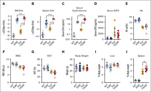 ERFE overexpression does not alter blood erythrocyte parameters in adult thalassemic mice. Mice generated from Th3 × E(M) breedings were analyzed at 16 weeks. Measurements in males are depicted in closed circles and females in open circles. (A-C) Erythroferrone levels were assessed by (A) BM Erfe mRNA, (B) spleen Erfe mRNA levels, (C) serum ERFE. (D) Serum EPO. (E-J) Erythrocyte parameters: (E) Hb levels, (F) RBC count, and (G) hematocrit. (H-J) Body and organ weights: (H) total body weight, (I,J) liver and spleen weights as a percentage of total body weight. P values were assessed by two-tailed unpaired t test (∗∗P < .01, ∗∗∗P < .001, ∗∗∗∗P < .0001) between the Th3 and T-E(M) groups only and (A-C) also between E(M) and T-E(M).