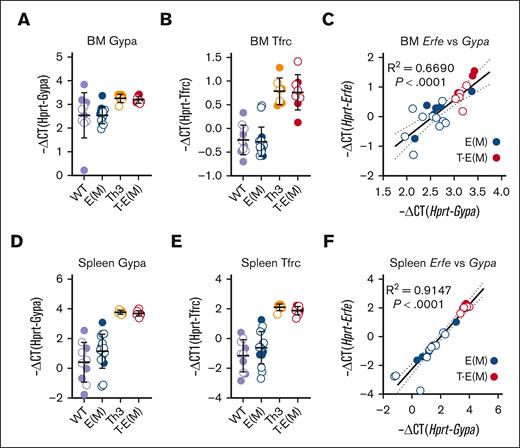 Increased density of erythroid cells in erythropoietic organs of Th3 and T-E(M) mice contributes to enhanced ERFE production. Mice generated from Th3 × E(M) breeding were analyzed at 16 weeks. Males are depicted as closed circles and females as open circles. Erythroid precursor cell density was estimated in (A-C) BM and (D-F) spleen (extramedullary) by measuring (A,D) Gypa mRNA and (B,E) Tfrc mRNA. (C,F) Correlation between Gypa mRNA and Erfe mRNA in (C) BM and (D) spleen of E(M) and T-E(M) mice. (C,F) P values and R2 were determined using Pearson correlation analysis.