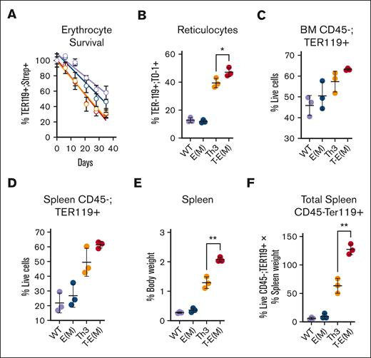 ERFE overexpression augments ineffective extramedullary erythropoiesis in older adult thalassemic mice. (A-B) Mice generated from Th3 × E(M) breeding were injected retroorbitally with NHS-Sulfo-Biotin 4 times in 48 hours, and then ∼50 μL weekly cheek bleeds were performed to obtain peripheral blood for analysis. Erythroid cells were analyzed via flow cytometry using PE-conjugated–anti-TER119 to identify erythroid lineage, APC-conjugated streptavidin to detect biotinylation, and TO-1 to detect RNA-containing reticulocytes. (A) Percentage of biotinylated erythrocytes over the course of 5 weeks (color scheme same as that in panels B-F). (B) Percent reticulocytes at terminal bleed defined as TER119+; TO-1+ cells relative to TER119+ cells. (C-F) Erythroid cells in BMs and spleens were harvested from mice at ∼37 to 45 weeks. Dead cells, and CD45+ cells, were excluded by 7-AAD and CD45 staining, and live erythroid cells from BM (C) or spleen (D) were counted via flow cytometry as live TER119+ cells. (E) Spleen weight as the percentage of body weight (F) Total splenic erythroid cells indices adjusted for body size were estimated by multiplying the values in panel D with the relative spleen size in panel E. (B-E) P values were assessed using two-tailed unpaired t test (∗ P < .05; ∗∗ P < .005) between the Th3 and T-E(M) groups only. N = 3 for each group.