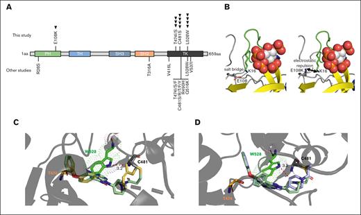 BTK mutations in patients with CLL receiving tirabrutinib. (A) Schematic domain structure of BTK with mutations identified in this study (top) (with each arrow denoting a single patient) and mutations identified in other studies of patients treated with ibrutinib, acalabrutinib, zanubrutinib, and pirtobrutinib (bottom). (B) Molecular modeling of the BTK pleckstrin homology (PH)-domain E108K mutation. Ins(1,3,4,5)P4 are shown as spheres, PH-domain residues of interest are shown as sticks. The β1-β2 loop, which forms part of the Ins(1,3,4,5)P4 binding site is indicated in green. (Left) E108 and K16 form a salt bridge, which stabilizes the Ins(1,3,4,5)P4 binding site. (Right) the E108K mutation interrupts the salt bridge to K16 and is likely to destabilize the Ins(1,3,4,5)P4 binding site because of electrostatic repulsion via K16 of the β1-β2 loop. (C-D) Molecular modeling of ibrutinib (pale green), tirabrutinib (yellow), and zanubrutinib (purple) bound to BTK. BTK W528 disrupts the binding of BTKi to BTK, with additional steric clash observed with tirabrutinib and zanubrutinib (denoted by red dotted lines). Mutated W528 is shown in bright green, and T474 shown in orange.