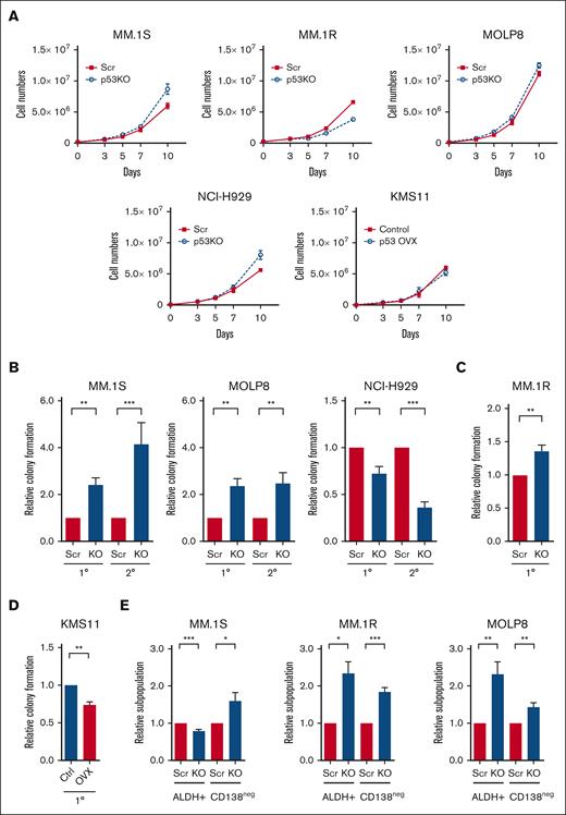Loss of p53 enhances the tumor-initiating potential of MM cells. (A) Growth curves of p53-wt (Scr) and p53-KO MM.1S, MM.1R, MOLP8, NCI-H929, and KMS11 cells (n = 3). (B) Primary (1°) and secondary (2°) colony formation of p53-wt (Scr) and p53-KO MM.1S, MOLP8, and NCI-H929 cells (n = 5). (C) Colony formation of p53-wt (Scr) and p53-KO MM.1R cells (n = 3). (D) Colony formation of p53-null KMS11 (Ctrl) and KMS11 p53-overexpression cells (n = 3). (E) Frequency of CD138neg and ALDH+ cells within Scr and p53-KO MM.1S, MM.1R, and MOLP8 cell lines by flow cytometry (n = 6).