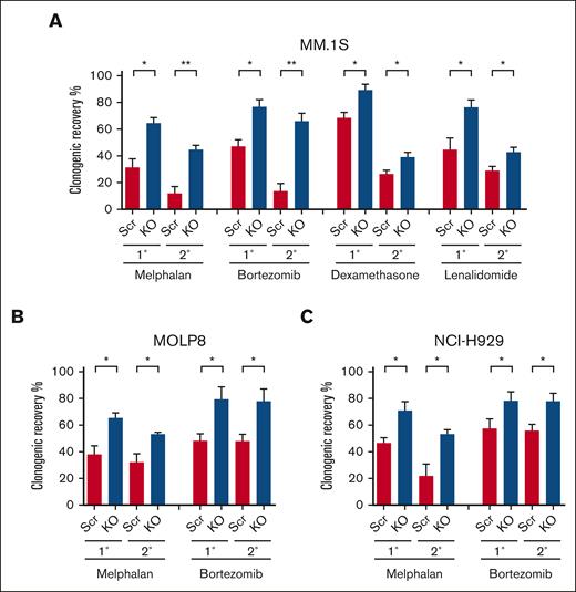 Loss of p53 enhances the drug resistance of clonogenic MM cells. (A) Primary (1°) and secondary (2°) colony formation of MM.1S p53-wt (Scr) and p53-KO cells after treatment with melphalan (1 uM), bortezomib (1.5nM), dexamethasone (1.5 nM), or lenalidomide (62.5 nM) (n = 3). (B) Colony formation of p53-wt (Scr) and p53-KO MOLP8 cells with melphalan (1 uM) or bortezomib (5 nM) (n = 3). (C) Colony formation of p53-wt (Scr) and p53-KO NCI-H929 cells after treatment with melphalan (0.5 uM) or bortezomib (2 nM) (n = 3).