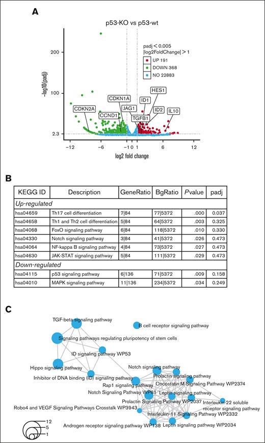 RNA-seq identifies Notch signaling in MM.1S p53-KO cells. (A) A volcano plot demonstrates upregulated (red), downregulated (green), no-change (blue) genes in p53-KO clones (A7, B6 and B12). (B) Top Kyoto Encyclopedia of Genes and Genomes enriched pathways from Novogene analysis in p53-KO cells. (C) Shared pathways among p53-KO clones from NOJAH analysis. Circle size corresponds to the number of genes associated with each pathway (refer to bottom left for scale).