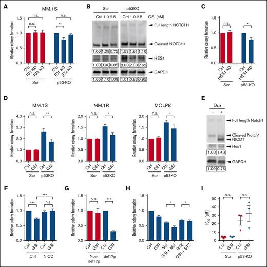 Notch1-Hes1 signaling is required for increased clonogenic growth and drug resistance of p53-KO MM TICs. (A) Colony formation of ID1-KD, ID2-KD, and nontargeting scramble (Ctrl)-treated p53-wt (Scr) and p53-KO MM.1S cells. (B) Western blot analysis of NOTCH1 and HES1 expression in p53-wt (Scr) and p53-KO MM.1S cells after treatment with a GSI. (C) Colony formation of HES1-KD and nontargeting scramble (Ctrl)-treated p53-wt (Scr) and p53-KO MM.1S cells (n = 4). (D) Colony formation of GSI-treated p53-wt (Scr) and p53-KO MM.1S, MM.1R, and MOLP8 cells (n = 4). (E) Western blot analysis of HES1 expression after doxycycline-induced Notch1 intracellular domain overexpression in p53-KO MM.1S cells. (F) Colony formation of Notch1 intracellular domain overexpressing p53-KO MM.1S cells after GSI treatment (n = 6). (G) Colony formation of GSI-treated clinical MM non-del17p samples (n = 6) and del17p samples (n = 3). (H) Colony formation of p53-KO MM.1S cells after treatment with GSI (2.5 nM) and melphalan (Mel, 1 uM) or GSI and bortezomib (BTZ, 1.5 nM) (n = 5). (I) Melphalan IC50 values of GSI-treated p53-wt (Scr) and p53-KO MM.1S cells (n = 3).