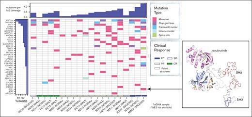 Comutation plot for variants detected in primary tumor at study entry. (Left) Clustered according to best clinical response: CR Complete response, PR Partial response, SD Stable disease, PD Progressive disease. Unique sample identifier and MZL subtype also represented. Mutation burden is expressed relative to sample with highest number of mutations detected. Only one mutation per gene per tumor sample is represented. (Right) Ribbon diagram of BTK structure showing location of the non-catalytic E41K mutation distant from zanubrutinib binding site.