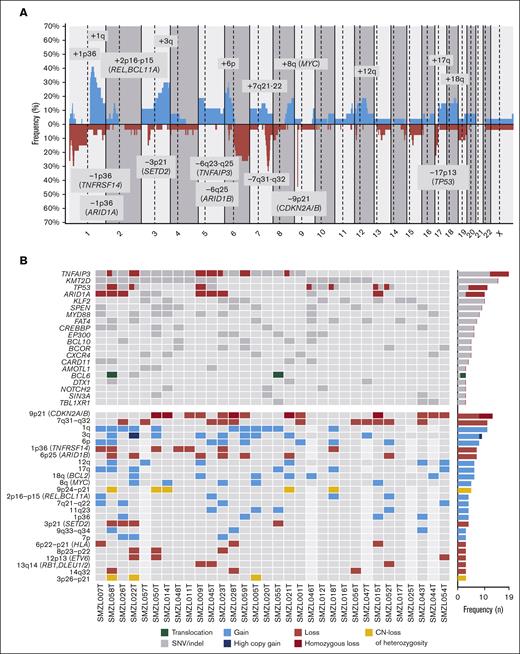 Genetic landscape of SMZL-T. (A) CN profile of 27 cases of SMZL-T. On the x-axis, the chromosomes are represented horizontally from 1 to X (chromosome Y is excluded); on the y-axis, the percentages of patients with CNAs are shown, with gains depicted in blue and losses in red. Regions with an incidence of ≥4 cases and potential target genes are indicated. (B) Oncoprint displaying the recurrent alterations (n ≥ 3) found in 32 SMZL-T cases. Each column corresponds to an individual SMZL-T sample. All alterations are displayed by decreasing frequency. In the upper panel, SNVs and indels are shown in gray, deletions in red, and BCL6 translocation in green. In the lower panel, gains (blue), losses (red), and CN-LOH (yellow) of large and focal regions (potential target genes are indicated) are shown.