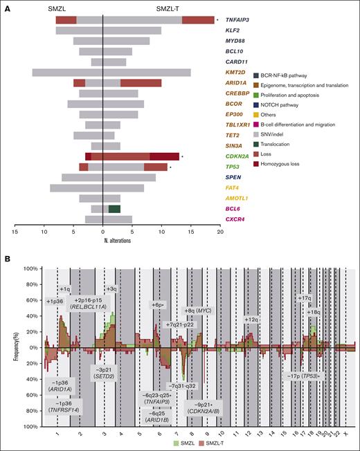Genomic evolution patterns in SMZL-T. (A) Comparison of frequently altered genes in SMZL (left) and SMZL-T (right). Genes are clustered by pathways (in different colors). Only genes with at least 3 alterations in 1 of the groups are depicted. Asterisks indicate the alterations significantly enriched in 1 of the groups. (B) Comparison of CN profiles of 22 patients with SMZL at diagnosis (green) and 27 patients with SMZL-T at transformation (pink). CN gains are depicted in the upper part of plot, and losses at the bottom. CN regions with recurrence of n ≥ 4 are represented.