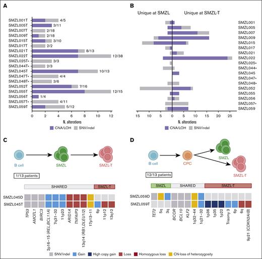 Different evolution patterns in SMZL-T. Total number of shared and unique alterations identified in patients with paired diagnostic/transformed samples. (A) Bar plot showing the overall shared aberrations in each case between diagnosis and transformed samples. (B) Unique genomic aberrations identified in each case, at diagnosis (left) and at transformation (right). SNVs, indels, gains, losses, and CN-LOH were considered. The asterisks indicate the cases with no CN array data. Models of divergent (C) and linear (D) evolution patterns during SMZL transformation. Upper panels: simplified models; lower panels: an example of each type, case SMZL059 as an example for divergent evolution (C) and case SMZL045, the only case with linear evolution (D). Green and pink cell aggregates depict the SMZL and SMZL-T clones, respectively, common mutated precursor cell (CPC) in orange, and normal B cell is represented in blue.