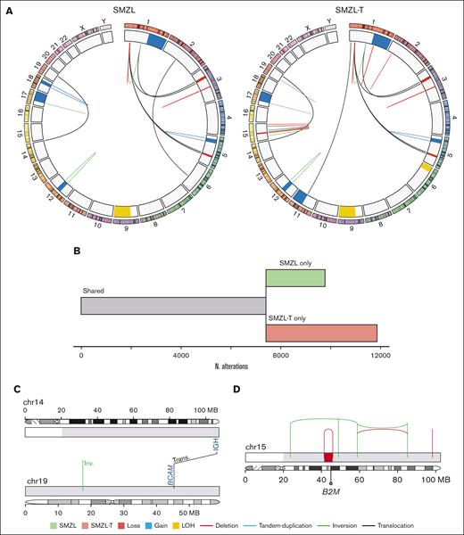 Whole genome landscape of SMZL055 at diagnosis and transformation. (A) Circos plots displaying structural variants and CNAs at diagnosis (left) and transformation (right). (B) Representation of the number of mutations shared by (gray), or specific to, the SMZL (green) and SMZL-T (pink) samples. (C) Representation of the reciprocal translocation t(14;19)(q32;q13). (D) Chromosome 15 of the transformation sample with a chromothripsis pattern inactivating B2M gene, acquired at transformation.
