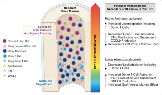 Proposed model in which higher peritransplantation alemtuzumab levels drive T-cell depletion of the stem cell graft, inhibit graft-versus-marrow effect, and facilitate secondary GF after RIC HCT.