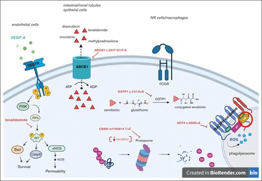 Depiction of the biological functions of the proteins encoded by the investigated genes and the impact of relative polymorphisms. ROS, reactive oxygen species; GSTP1, glutathione-S-transferase Pi1; ATP, adenosine triphosphate; FCGR, Fc gamma receptor; VEGF-A, vascular endothelial growth factor A, ABCB1, ATP-binding cassette subfamily B member 1; Ub, ubiquitin; eNOS, endothelial nitric oxide synthase.