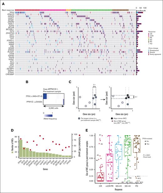 Clone changes during azacitidine treatment and genetic mechanisms of CR. (A) An oncoprint panel showing the change of gene mutation profiles between pre and postazacitidine treatment. Blue and red cells show gene mutations that disappeared and newly appeared after treatment, respectively. Purple cells show gene mutations that are shared between pre- and posttreatment samples. When 2 or more mutations are observed in a gene in a patient, the largest variant in pretreatment samples is assumed. Clinical response is shown at the top of the panel. (B) Single-cell analysis (n = 5080) with Tapestri platform of the case #PPM1D-1 (sample IDs correspond to those indicated in supplemental Table 7) that had mutations in TP53 and PPM1D. Shaded colors indicate the variant allele frequencies of the variants. (C) A schematic explanation of MC determined accounting for the clone size in pre (x-axis) and posttreatment (y-axis) samples from a patient. A set of mutations showing the largest and near largest size (difference in size is <0.10 compared with the largest mutation) in a pretreatment sample were defined as MCpre (left). Among the MCpre, a set of mutations showing the largest and near largest size in a posttreatment sample were assumed to be MC (right). The detailed description of definition appears in supplemental Methods. (D) Bar plots showing the numbers of MC (left) represented by the genes indicated on x-axis. Filled circles indicate the proportion of the variants (right) classified as MC out of all the mutations in the paired cohort. DDX41s indicates DDX41 somatic mutation. (E) Box plots showing the MC group sizes of posttreatment samples (ave_MCpost) in the paired cohort having the response indicated on x-axis. P = .0001, using Jonckheere-Terpstra tests. PR, partial response; SD, stable disease.