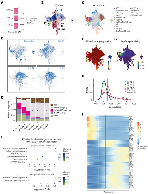 Single-cell transcriptomics identifies the molecular consequences of low O2 concentration on HSC cultures. (A) Schematic of the scRNA-seq analysis of hematopoietic stem and progenitor cells (HSPCs) cultured at different O2 concentrations. (B) UMAP projections of all samples with color-coded cluster memberships. (C) Manual annotation of the clusters in panel B based on marker gene expression. (D) Uniform Manifold Approximation and Projection (UMAP) of all cells (gray) and cells from the indicated conditions (blue). In each case, an equal cell number was randomly selected for each sample. (E) Bar plot indicating relative cell abundance in the landscape areas for each sample. Areas were chosen as follows: HSC, cluster 1; Intermediate prog, clusters 0 and 2 to 4; Ery/Bas/MC/Meg prog, clusters 6, 7, and 17; Neu/Mono/DC, clusters 5, 11, and 14; and other, remaining clusters. (F) UMAP projection color-coded with diffusion pseudotime values, overlaid with arrows indicating putative paths of differentiation using random walks estimation with CellRank Pseudotime Kernel. (G) UMAP projection color-coded by the cell fate probability of cells differentiating into the tip of cluster 17 (megakaryocytes). (H) Cell density along the trajectory shown in panel G for each sample and pseudotime values between 0 and 0.05 are shown. Vertical lines indicate the regions of interest where cells at 5% and 1% O2 disappear. (I) Heatmap of genes differentially expressed between the beginning and end of the region of interest shown in panel H. (J) Enrichr gene enrichment analysis of upregulated genes within cluster 1 at 5% O2, compared with 20% (left) and 1% O2 (right). ∗ in panel E indicates a statistically significant change in cell abundance (FDR < 0.05) compared with the 20% O2 condition. Bas, basophil; Ery, erythroid; ILC, innate lymphoid cell; Ly/DC, lymphoid/dendritic cell; meg, megakaryocyte; MC, mast cell; monotyp, typical monocyte; neu, neutrophil; prog, progenitor.