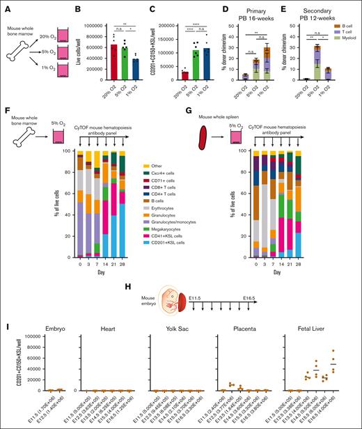 Low O2 cultures expand HSCs from unfractionated WBMCs and embryonic tissues. (A) Schematic diagram of low O2 WBMC cultures. Unfractionated mouse WBMCs were seeded into PVA-based media in 24-well plates (5 × 106 cells per well) in 1 ml of media and cultured for 4 weeks at 20%, 5%, or 1% O2. (B) The mean number of live cells per well within the WBMC-derived cultures described panel in A on day-28 (n = 6). (C) The mean number of CD201+CD150+KSL cells per well within the WBMC-derived cultures described in panel A on day-28 (n = 6). (D) 16-week donor peripheral blood (PB) chimerism from 4-week-old WBMC-derived cultures incubated in 20%, 5%, or 1% O2. Five thousand cells from each culture were transplanted along with 1×106 WBMCs into lethally irradiated recipients (mean ± SD; n = 3-5). (E) Twelve-week donor peripheral blood chimerism after secondary transplantation of WBMCs from primary recipient mice described in panel D (Mean ± SD; n = 3-4). (F) Schematic diagram of the CyTOF time course during 5% O2 WBMC cultures (left) and the frequency of immunophenotypic cell populations at the indicated time points (right). See supplemental Figure 5B for cell immunophenotypes. (G) Schematic diagram of the CyTOF time course during 5% O2 whole spleen cell cultures (left) and the frequency of immunophenotypic cell populations for 28-day cultures (right). supplemental Figure 5B shows cell immunophenotypes. (H) Schematic diagram of selective HSC expansion assay for mouse embryonic tissues. (I) The mean number of CD201+CD150+KSL cells generated from E11.5 to 12.5 embryonic tissue (excluding extraembryonic tissues and fetal liver) and from E11.5 to 16.5 heart, yolk sac, placenta, and fetal liver-derived cultures. The starting cell number are indicated in brackets seeded in 1 mL of media. Statistical analysis was performed using ANOVA.; ∗P < .05; ∗∗P < .01; ∗∗∗∗P < .0001. n.s., not significant.