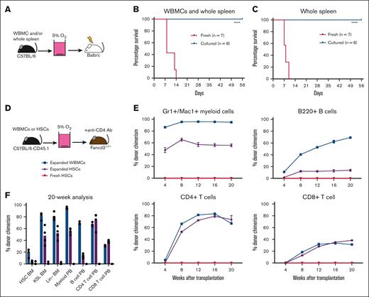 Low O2 selective HSC cultures help avoid GVHD. (A) Schematic diagram of allogeneic transplantation assay. Unfractionated WBMCs and/or spleen cells from C57BL/6 mice were transplanted into irradiated Balb/c mice before or after 4-week PVA-based culture. (B) Survival of Balb/c recipients in the assay described in panel B, after transplantation of 5 × 106 WBMCs and 5 × 106 whole spleen cells (fresh or cultured) from C57BL/6 mice (n = 7-8). Statistical analysis was performed using the Mantel-Cox test. (C) Survival of Balb/c recipients in the assay described in panel B, after the transplantation of 5 × 106 whole spleen cells (fresh or cultured) from C57BL/6 mice (n = 7-8). Statistical analysis was performed using Mantel-Cox test. (D) Schematic diagram of antibody conditioning transplantation assay. Four-week cultured WBMCs (derived from 20 × 106 WBMCs), 4-week cultured HSCs (derived from 500 HSCs), or 5000 fresh HSCs from C57BL/6-CD45.1 mice were transplanted into Fancd2–/–-CD45.2 mice 7 days after treatment with the anti-CD4 (GK1.5) antibody. (E) Donor chimerism in the Fancd2–/– recipient mice at 4 or 20 weeks with peripheral blood Mac1+Gr1+ myeloid cells (top left), B220+ B cells (top right), CD4+CD3+ T cells (bottom left), and CD8+CD3+ T cells (bottom right) (n = 4). (F) Donor chimerism in the Fancd2–/– bone marrow and peripheral blood compartments of recipients described in panel F (n = 4). ∗∗∗∗P < .0001.