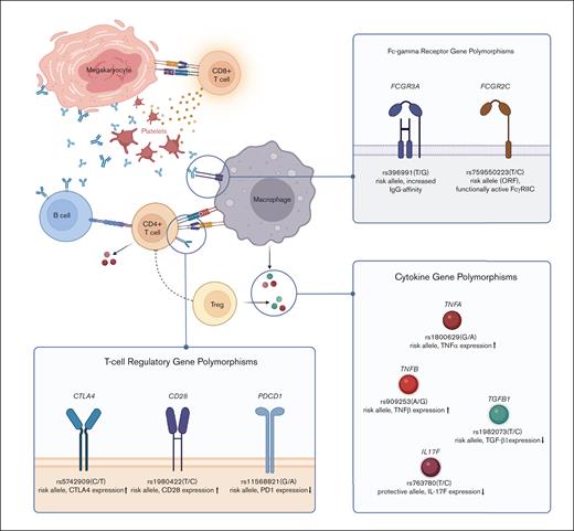 Selection of genetic polymorphisms associated with ITP susceptibility. Schematic illustration of the major signaling pathways in ITP pathophysiology and genetic polymorphisms identified in associated genes. The featured polymorphisms represent a selection of SNPs whose significant influence on ITP susceptibility and/or severity has been confirmed in several independent studies. Minor alleles and their effect on protein expression/function are written in bold. Figure created with BioRender.com.