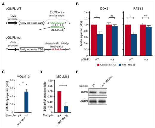 miR-148a-3p targets DDX6 in leukemia cells. (A) The WT 3′ UTR (ie, contains the binding site of miR-148a-3p) or mutated 3′ UTR-mut (ie, includes the mutated binding site of miR-148a-3p) of DDX6 or RAB12 was inserted downstream of the FL CDS in the reporter plasmid, pGL-FL. (B) Dual-luciferase reporter assays were conducted for DDX6 and RAB12. The FL signal was normalized against the Renilla luciferase signal. (C) miR-148a-3p overexpression in MOLM3 cells (miR148a-3p OV MOLM13). The expression of miR-148a-3p was calculated by qPCR and normalized against U6. (D) qPCR showing reduction of DDX6 mRNA in miR148a-3p OV MOLM13. DDX6 mRNA abundance was calculated by qPCR and normalized against glyceraldehyde-3-phosphate dehydrogenase. (E) Western blot showing a decrease in DDX6 protein in miR148a-3p OV MOLM13. CMV, cytomegalovirus; EV, empty vector.