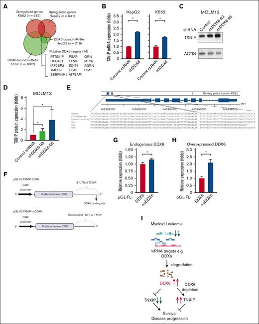 DDX6 represses tumor suppressor TXNIP in AML cells. (A) Fourteen DDX6 targeting candidates were identified by overlapping DDX6-upregulated mRNAs and DDX6-bound mRNAs found in K562 and HepG2 cells. The enhanced crosslinking immunoprecipitation of DDX6 conducted for K562 and HepG2 cells were obtained from ENCODE (accession numbers ENCSR141OIM and ENCSR893EFU). The transcriptomics data of K562 and HepG2, transfected with shDDX6, were also received from ENCODE (accession numbers ENCSR147ZBD and ENCSR119QWQ). (B) An increased expression of TXNIP mRNA in HepG2 and K562 cells after the DDX6 knockdown from the transcriptomics analysis in panel A. (C) Immunoblots showing the upregulated protein level of TXNIP after the DDX6 knockdown in MOLM13 cells. (D) Quantification of western blot data shown in panel C. The bar graph showing data as mean ± standard error of the mean; n = 5 independent experiments; ∗P < .05, ∗∗P < .01, ∗∗∗P < .001; 2-tailed Student t test. (E) The binding peaks of DDX6 in TXNIP mRNA transcript found in enhanced crosslinking immunoprecipitation of DDX6 conducted in K562 (accession number ENCSR141OIM). (F) The 3′ UTR region of TXNIP containing 3 DDX6 binding sites was inserted downstream of the FL CDS in the reporter plasmid, pGL-FL, generating pGL-FL-TXNIP-DDX6. In the pGL-FL-TXNIP-noDDX6 construct, 3 DDX6 binding sites were removed. Dual-luciferase reporter assays were conducted for TXNIP using HEK293T cells without (G) or with DDX6 overexpression (H). (I) A proposed model illustrating a functional link between miR-148a-3p and DDX6 in promoting the survival of myeloid leukemia cells.