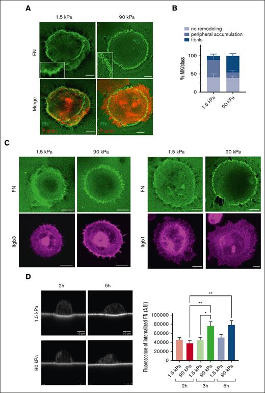 Adhered MKs remodel matrix-bound FN. (A) confocal images showing streptavidin-FITC labeling of MKs having accumulated biotinylated FN at their periphery onto soft matrix and having remodeled into distinct fibrils onto stiff matrix at 5 hours; biotin-FN (green), F-actin (red); representative of at least 6 experiments; Scale bar, 10 μm. (B) Quantification of the proportion of MKs associated with peripheral FN assembly or distinct fibrils. Mean ± SEM, data are from 6 or 7 independent experiments. (C) Confocal images showing the localization of FN remodeling with that of Itgb3 (left) or Itgb1 (right); representative of at least 3 independent experiments. Scale bar, 10 μm. (D) FN internalization shown by streptavidin labeling of the substrate-bound biotinylated FN. Left, xz confocal images of MKs after 2 and 5 hours adhesion onto 1.5 and 90 kPa; (right) quantification of total fluorescence present inside MKs (arbitrary units) performed on maximal projections of image stacks above the substrate.