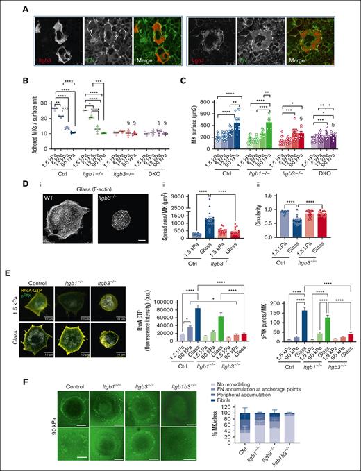 Integrin β3 is required for FN stiffness sensing and fibrillogenesis. (A) Immunolabeling of mouse BM sections showing co-localization between FN (green) and Itgb3 (left) or Itgb1-positive MK (right) (red labeling). Representative of at least 3 independent sections. Bar is 10 μm. (B) Number of WT, Itgb1–/–, Itgb3–/–, and Itgb1b3–/– MK adhered for 2 hours onto PDMS substrates of various stiffness coated with FN 50 μg/mL using microcontact printing (circular patterns of 200 μm diameter); 3 independent experiments performed simultaneously with the 4 genotypes, each dot represents the mean of 5 replicates; ordinary 1-way ANOVA with Tukey multiple comparisons test. (C) Measurement of the visible surface of MK adhered for 5 hours, observed by bright field microscopy. Ordinary 1-way ANOVA with Tukey multiple comparisons test; §P < .001 comparing the control with the substrate of same stiffness. (D) (i) F-actin labeling of WT and Itgb3–/– MK adhered on FN-coated glass coverslip for 5 hours. Scale bar, 10 μm; (ii) positive F-actin spreading area per MK; (iii) circularity; (E) (Left) Confocal images showing immunofluorescence labeling (arbitrary units) of RhoA-GTP (yellow) and P-FAK (green) in control, Itgb1–/– and Itgb3–/– MKs following 5 hours adhesion onto soft and stiff FN substrate; (middle) quantification in arbitrary units of the RhoA-GTP labeling intensity; n = 30 to 46 MKs from 3 independent experiments; (right) quantification of the number of P-FAK positive puncta per MK; n = 28 to 31 MKs from 3 independent experiments. Ordinary 1-way ANOVA with Šidák multiple comparisons test. (F) (Left) Representative 2 confocal images showing biotin-FN (revealed by FITC-streptavidin, green) at the periphery of the control, Itgb1–/–, Itgb3–/–, and Itgb1b3–/– MKs adhered for 5 hours on 90 kPa substrate. Scale bar, 10 μm. (Right) Quantification of the proportion of MK presenting FN accumulation at anchorage points, peripheral accumulation and visible individual fibrils (n = 3 independent experiments; 60-63 MKs per genotype).