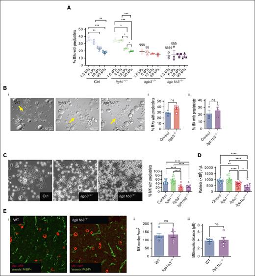 FN-β3 integrin interaction promotes soft matrix–mediated proplatelet formation. (A) Quantification of MK forming proplatelets depending on the matrix stiffness and genotype; mean statistics: 1-way ANOVA and Tukey multiple comparisons, n = 3 independent experiments, each dot is the mean of at least 9 replicates ±SEM; §§P < .01; §§§P < .001; §§§§P < .0001 comparing the control with substrates of same stiffness. (B) Proplatelet formation by MK grown in liquid culture; (i) bright field observation of MK forming proplatelets; arrows indicate proplatelets; (ii) quantification of the proportion of Itgb3–/– MKs extending proplatelets vs control MKs; mean ± SEM, no significant difference (t test), n = 5 independent cultures; (iii) quantification of the proportion of Itgb1b3–/– MKs extending proplatelets vs control MKs; mean ± SEM, no significant difference; n = 3 independent cultures. (C) BM explant experiment. (Left) Phase contrast observation of MK forming proplatelets at the periphery of the tissue explant; arrows indicate proplatelets. (Right) Quantification of proplatelet formation. Mean ± SEM, statistics, 1-way ANOVA and Tukey multiple comparisons, n = 10 to 16 independent marrows. (D) Mouse platelet count. One-way ANOVA and Tukey multiple comparisons, mean ± SEM, n = 10 to 20 mice. (E) (i), BM sections of control and Itgb1b3–/– mice immunolabeled for MKs von Willebrand Factor vWF, red and for vessels (FABP4, green); representative of at least 3 marrow sections. (ii) quantification of MKs per mm2; mean ± SEM, n = 5 mice, 3 sections per marrow and 4 fields of observation per section; (iii), distance between MKs and sinusoid vessels; mean ± SEM; n = 5 mice; 3 sections per marrow and 3 to 4 fields of observation per marrow section. No significant difference (t test).