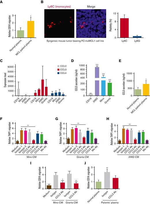 Role of tumor-CCL3 in monocyte migration. (A) CD14+ Mo was incubated with normal plasma (n = 3) or plasma of patients with MCL (n = 5) and migration was assessed using chemotaxis assay (∗P < .05). (B) Immunofluorescent staining was performed on the syngeneic mouse tumor–bearing FC-muMCL1 murine MCL cell line using the Ly6C (red) antibody. Data were repeated in 3 mouse tumors, and representative data are shown along with quantification. (C) RNA sequencing data demonstrating chemokines (CCL2, CCL3, and CCL4) expression in the MCL cell lines (n = 3) and normal CD19+ B-cells (n = 2). (D) The secretion level of CCL3 in normal CD19+ B cells and MCL cell lines were measured by ELISA. ∗∗∗P < .001 vs CD19. (E) CCL3 was measured in the plasma collected from patients with MCL (n = 5) and normal control participants (n = 3) by ELISA. (F-H) CM collected from MCL cell lines (Mino, Granta, and JVM2) were used to attract THP1-Mo using a chemotaxis assay. An isotype control or 0.5 μg/mL neutralizing anti-CCL2, anti-CCL3, anti-CCL4, or anti-CCL5 antibodies was included in the assay. The data presented are representative of 3 independent experiments. ∗∗P < .01 vs media alone. (I-J) Mino or Granta CM (I) or plasma of patients with MCL (J) (n = 5) was used to attracting CD14+ Mo in the chemotaxis assay. The data presented are representative of 3 independent experiments. ∗P < .05; ∗∗P < .01.