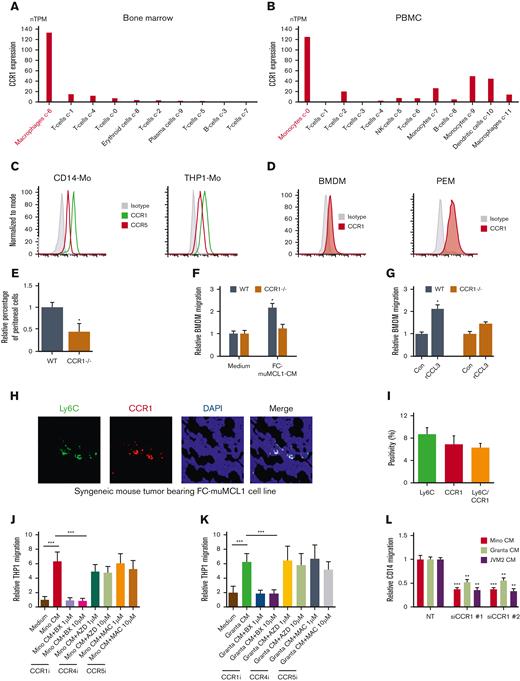 CCR1 is highly expressed in monocyte/macrophages and facilitates migration. (A-B) The bioinformatics analysis demonstrates CCR1 expression on various immune cells in the BM and PBMC. (C-D) The expression of CCR1 or CCR5 in human-Mo (C) and murine-macrophages (D) was measured using flow cytometry using specific antibodies. (E) The number of peritoneal cells collected from WT and CCR1-/- mice after thioglycolate in vivo treatment in the peritoneal cavity (n = 5). (F) BMDM from WT or CCR1-/- C57/BL/6NJ mice (n = 5) were incubated with CM collected from FC-muMCL1, and the migration was assessed using chemotaxis assay. (G) BMDM from WT or CCR1-/- mice (n=5) were incubated with 100 ng/mL rCCL3 in vitro, and the migration was assessed using a chemotaxis assay. The data presented are representative of 3 independent experiments (∗P < .05). (H-I) Immunofluorescent staining was performed on the syngeneic mouse tumor–bearing lymphoma using Ly6C (green) and CCR1 (red) antibodies. The experiment was performed on 3 mouse tumors and representative data are shown along with quantification. Nuclei were stained with DAPI (blue). (J-K) Mino (J) or Granta (K) CM treated with vehicle or indicated concentrations of CCR1 antagonist (BX-471), CCR4 antagonist (AZD2089), or CCR5 antagonist (Maraviroc) for 48 hours were used to attract THP1-Mo in a chemotaxis assay. (L) MCL (Mino, Granta, or JVM2) CM was used to attract CD14+ Mo transfected with CCR1 or control siRNA. The data presented are representative of 3 independent experiments (∗∗P < .01; ∗∗∗P < .001).