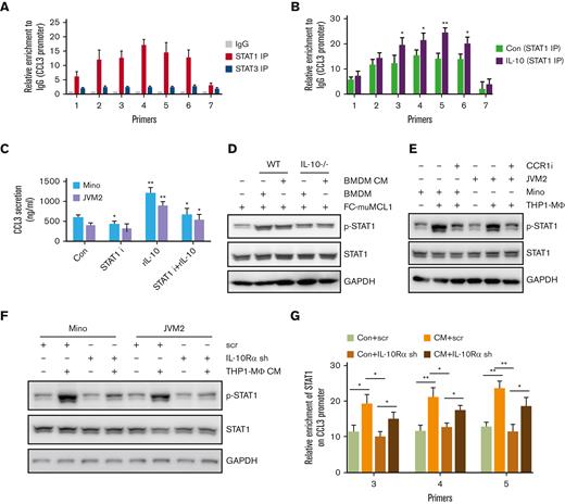 Molecular mechanism of CCL3 regulation by IL-10. (A) ChIP assay was performed to detect enrichment of STAT1 and STAT3 on CCL3 promoters in Mino cells as described in the method section. (B) Mino cells were treated with or without 100 ng/mL rIL-10 for 24 hours, and the enrichment of STAT1 on the CCL3 promoter was detected using ChIP assay. (C) Mino and JVM2 cells were treated with 100ng/ml rIL-10 and/or 1μM STAT1 inhibitor fludarabine for 48h and the secretion of CCL3 was assessed using ELISA. The data presented are representative of 3 independent experiments. ∗P < .05; ∗∗P < .001. (D) FC-muMCL1 cells were cocultured with BMDM from WT or IL-10-/- mice (n = 3) or treated with CM collected from WT and IL-10-/- BMDM (n = 3), and the protein level of phospho-STAT1 and STAT1 were assessed using western blotting. (E) Mino or JVM2 cells were cocultured with THP1-MΦ with or without 1μM CCR1 inhibitor BX-471 for 24h, and the protein level of phospho-STAT1 and total STAT1 were assessed using western blotting. The experiment was repeated 3 times with similar results and representative data shown. (F) Mino and JVM2 cells infected with IL-10Rα shRNA or scramble shRNA for 72 hours were incubated with THP1-MΦ CM, and the protein level of phospho-STAT1 and total STAT1 was assessed using western blotting. (G) Mino cells infected with IL-10Rα shRNA or scramble shRNA for 72 hours were incubated with THP1-MΦ CM, and the enrichment of STAT1 on the CCL3 promoter was assessed using ChIP assay. ∗P < .05; ∗∗P < .01. Data presented are representative of 3 independent experiments unless stated otherwise (∗P < .05; ∗∗P < .01; ∗∗∗P < .001).