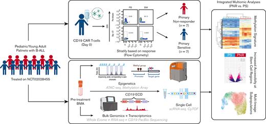 Schema of multiomic platform to investigate mechanism of PNR vs PS to CD19-CAR in patients with pediatric B-ALL. Workflow using pretreatment, cryopreserved BMAs to investigate PNR. Clinical annotations were used in integrative multiomic analysis to detect novel mechanisms of PNR compared with that of PS.