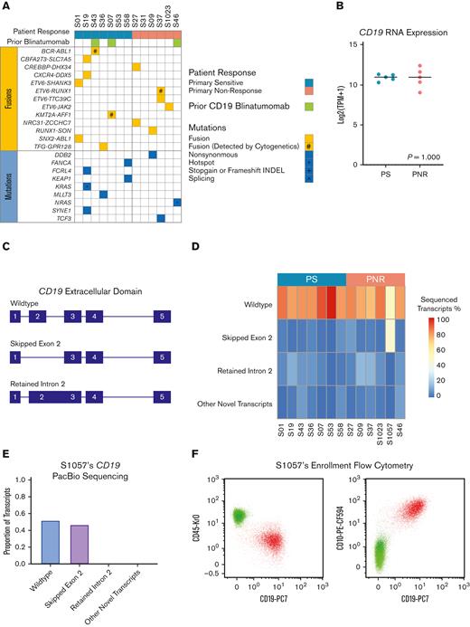 WES, Bulk RNA-seq, and targeted long-read PacBio sequencing of the CD19 of B-ALL from PNR and PS patients. (A) Pretreatment genomic landscape of pediatric patients with B-ALL within the study cohort stratified per the patient response. Prior CD19-targeting therapy with blinatumomab is designated in green. Fusions are in yellow, with alterations that were previously discovered by cytogenetics noted (#). Mutations are in blue with hotspot mutations noted (∗). No stop-gain, frameshift, or splicing variants were detected using WES. (B) Bulk RNA-seq showed no significant difference in CD19 expression between responders (PS) and nonresponders (PNRs), using Mann-Whitney two-tailed test (P = 1.000). Patient samples with <5% leukemic infiltration (S53 and S58) were excluded from the analysis. (C) Schematic depicting the extracellular domain of top transcripts of the CD19 locus identified by PacBio sequencing. (D) Heatmap showing the proportion as a percentage of detected CD19 transcripts via targeted PacBio long-read sequencing across the patient samples. Notably, patient S1057 had significant preexisting transcripts without CD19’s exon 2, the known binding domain of CD19-CAR. (E) Proportions of CD19 isoforms identified by PacBio sequencing in patient S1057. (F) Pre-CD19-CAR flow cytometry data for CD19 (clone J3-119) vs CD45 and CD10 from patient S1057 do not reveal a significant CD19– population.
