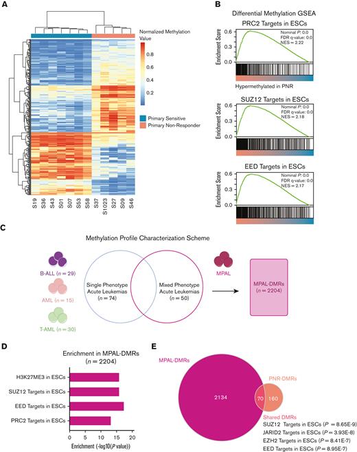 Differential DNA methylation of PNR vs PS and MPAL. (A) Heatmap of methylation showing the top 500 differentially methylated loci in PNR vs PS. Scale depicts normalized methylation values at the probe loci. (B) GSEA of PNR vs PS leukemias shows increased methylation at targets of PRC2 in ESCs. (C) Differential methylation analysis strategy of a publicly available data set of MPAL vs single-phenotype acute leukemias36 (D) Pathways enriched in MPAL-DMRs (n = 2204) detected by a hypergeometric Fisher exact test. (E) Venn diagram showing that the 70 overlapping regions between MPAL-DMRs and PNR-DMRs are enriched for SUZ12, JARID2, EZH2, and EED targets based on ENRICHR analysis.