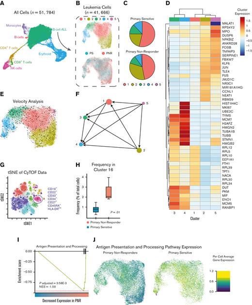 scRNA-seq and CyTOF analyses of PNR and PS. (A) UMAP projection showing cells captured by scRNA-seq from pretreatment patient BMA. Cell type is classified and annotated using SingleR and referenced transcriptomic data sets.44 (B) UMAP of bioinformatically isolated B-ALL cells colored per the cluster (1-5; upper) and clinical response to CD19-CAR (PNR and PS; lower). (C) Pie chart depicting relative frequency of PNR or PS leukemic cells per cluster. (D) Heatmap of most significantly differentially expressed genes based on the cluster. Scale depicts normalized expression of each gene per cluster. (E) RNA velocity analysis of scRNA-seq data overlaid on UMAP colored by cluster. Arrows represent high-dimensional vectors predicting the future cell state of cells within the UMAP. (F) Partition-based graph abstraction (PAGA) summarizes the predicted cell trajectories between the clusters. Notably, Cluster 5 is the most primitive cluster, and cells in Cluster 2 are projected to progress to Clusters 1, 3, and 4. (G) t-distributed stochastic neighbor embedding (tSNE) plot of CyTOF analyses of PNR and PS leukemias. Cluster 16 was the only cluster occurring at a significantly different frequency. It is characterized as being CD19+, CD22+, CD10+, CD34+, CD33+, CD27+, and HLA-DRlow. (H) Plot of frequency (%) of cells being clustered into 16 per sample stratified by PNR and PS. Cluster 16 is differentially expressed in PNR leukemias (P = .01; two sample t test). (I) GSEA of cell count normalized scRNA-seq data revealed a significantly decreased expression of antigen presentation and processing pathway genes (NES, −1.59; P = .004). (J) UMAP showing per cell average expression of genes in the antigen presentation and processing pathway demonstrates that the observed decrease in the antigen presentation and processing pathway is independent of cell cluster based on single-cell transcriptomics.