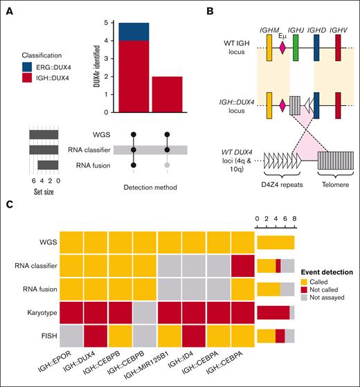 Identification of DUX4 and IGH@ rearranged by WGS. (A) UpSet plot detailing DUX4-rearranged event identification in 7 cases with both WGS and RNA data. (B) Graphical representation of a complex IGH::DUX4 locus configuration detected via WGS in only 2 cases (PD37188 and PD40804), which confounds the RNA fusion calling. The upper and lower loci represent the wild-type (WT) IGH locus and DUX4 loci (4q and 10q). The middle represents the IGH::DUX4 loci, where an inverted insertion of the DUX4 loci, including the proximal telomere into the IGH locus, confounds the RNA fusion calling. (C) Heatmap of IGH@ events identified using WGS and correlative evidence from RNA fusion calling, RNA expression classification, and cytogenetics (karyotype and FISH).