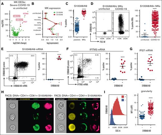 Circulating MKs upregulate S100A8/A9 in COVID-19. (A) Volcano plot showing 1436 DEGs from scRNA-seq of MKs from severe COVID-19 vs uninfected controls. (B) Expression of S100A8 and S100A9 in MKs from scRNA-seq samples. Two-way ANOVA with Dunnett post hoc multiple comparisons test. All groups compared with uninfected controls. Adjusted P values: ∗P = .05 to .01; ∗∗P = .01 to .001; ∗∗∗P = .001 to .0001; ∗∗∗∗P < .0001. Black asterisks indicate S100A9 statistical comparisons. Red asterisks = S100A8 statistical comparisons. Severe: n = 14; mild-moderate: n = 15; early recovery (<7 days after first negative PCR test): n = 7; late recovery (>14 days after first negative PCR test): n = 5; uninfected: n = 16. (C) Flow cytometry quantification of S100A8/A9 expression in platelets vs MKs (n = 218 patients; 220 samples). Unpaired 2-tailed t test; ∗∗∗∗P < .0001. (D) Flow cytometry plots and quantification of S100A8/A9 expression in circulating MKs from uninfected controls (n = 9 donors) vs COVID-19 (n = 218 patients; 220 samples). Unpaired 2-tailed t test; ∗∗∗∗P < .0001. (E) PrimeFlow flow cytometry showing S100A8/A9 messenger RNA (mRNA) expression by S100A8/A9 protein expression in COVID-19 MKs. Quantification of S100A8/A9 mRNA expression in S100A8/A9+ MKs vs S100A8/A9− MKs (n = 3 donors). Unpaired 2-tailed t test; ∗∗∗∗P < .0001. (F) PrimeFlow flow cytometry showing IFITM3 mRNA expression by S100A8/A9 protein expression in COVID-19 MKs. Quantification of IFITM3 mRNA expression in S100A8/A9+ MKs vs S100A8/A9− MKs (n = 8 donors). Unpaired 2-tailed t test; ∗∗∗∗P < .0001. (G) Quantification of PrimeFlow IFI27 mRNA expression in S100A8/A9+ MKs vs S100A8/A9− MKs (n = 8 donors). Unpaired 2-tailed t test; ∗∗∗∗P < .0001. (H) Representative imaging flow cytometry from FACS-sorted S100A8/A9+ MKs vs S100A8/A9− MKs. (I) Histogram showing SSC-A granularity in S100A8/A9+ MKs vs S100A8/A9− MKs and quantification of SSC-A granularity in S100A8/A9+ MKs vs S100A8/A9− MKs (n = 218 patients; 220 samples). Unpaired 2-tailed t test; ∗∗∗∗P < .0001. All graphs are mean ± SEM. DEGs, differentially expressed genes.