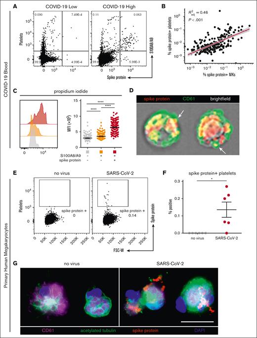 SARS-CoV-2–containing MKs transfer viral antigen to platelets. (A) Representative flow cytometry plots of platelets from patients with COVID-19 with high and low virus–positive proportions. (B) Linear regression comparing virus–positive MK frequencies to virus–positive platelet frequencies (n = 218 patients; 220 samples). (C) DNA content analysis in circulating MKs using propidium iodide and RNase treatment. Quantification of DNA content in the 3 MK subpopulations (n = 218 patients; 220 samples). One-way ANOVA with Tukey post hoc multiple comparisons test; adjusted P value is ∗∗∗∗P < .0001. (D) Imaging flow cytometry of virus–positive MKs. White arrows indicate viral protein in emerging platelets. (E) Flow cytometry plots of platelets from primary human MKs infected with SARS-CoV-2 showing spike protein–containing platelets. (F) Quantification of virus+ platelets from primary human MKs (n = 6 cultures). Unpaired two-tailed t test; ∗P = .05 to .01. (G) Immunofluorescence of primary human MKs infected with SARS-CoV-2. Four channels are shown: CD61 (purple), acetylated tubulin (green), spike protein (red), and 4′,6-diamidino-2-phenylindole (DAPI; blue). All graphs show mean ± SEM.