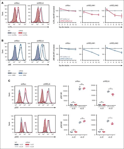 Identification of IL-27Rα and JAM2 as RELA-activation responsive genes. RELA was downregulated in KMS18 cells using retroviral-mediated shRNA knockdown. Cells expressing shRELA and control shRen could be identified as YFP+dsRed+ (shRNA) in comparison with YFP+dsRed− counterpart cells (WT) that do not express shRNA (supplemental Figure 3A). On day 0, day 7, and day 12 after induction of shRNA, cells were stained for IL-27Rα, JAM2, or isotype control and assessed via flow cytometry. (A-B) Representative histograms are shown for (A) IL-27Rα and (B) JAM2 on day 12. Graphs show triplicate mean fluorescence intensity values ± standard deviation for IL-27Rα or JAM2 from shRNA (YFP+dsRed+) normalized to WT (YFP+dsRed−) from corresponding shRen, shRELA#1 and shRELA#2 expressing cells. Similar findings were also observed in U266 and JJN3 cell lines (supplemental Figure 3B). (C-D) On day 5 after induction of shRNA expression, cells were stimulated with 50 ng/mL rIL-27 for 30 minutes before fixing and intracellular staining for phosphorylated STAT1 (p-STAT1) and p-STAT3. shRNA– (YFP+dsRed-) and shRNA+ (YFP+dsRed+) cells from shRen and shRELA-transduced cells were compared for the extent of p-STAT1 and p-STAT3 expression. Representative histograms and triplicate values ± standard deviation are shown. ∗P < .05; ∗∗∗P < .001using one-way ANOVA and Tukey multiple comparison test. ANOVA, analysis of variance; ns, nonsignificant; WT, wild type.