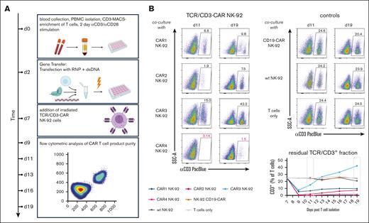 Selection of TCR/CD3-CAR NK-92 cell line with the highest purification efficacy. (A) Experimental setup for nonviral TCR-to-CAR replacement (in T cells) and subsequent NK-92 cell-mediated depletion of residual TCR-unedited cells. (B) Flow cytometric detection of residual TCR-wild-type T cells after coculture with TCR/CD3-CAR NK-92 cells (left) or under control conditions (upper right) and summary of data (bottom right).