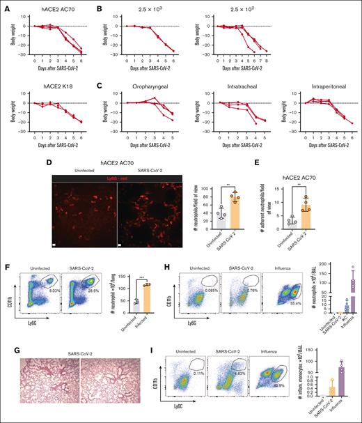 Intravital of the lungs in transgenic mice infected with SARS-CoV-2. Transgenic mice expressing human ACE2 (hACE2) driven by the keratin 18 (hACE2 K18) or CAG (hACE2 AC70) promoter were infected with NG SARS-CoV2 via different doses and routes. (A) Percentage of body weight change in hACE2 AC70 and hACE2 K18 mice infected with 2.5 × 104 pfu NG-SARS-CoV-2 via IN. (B) Percentage of body weight change in hACE2 AC70 mice infected with 2.5 × 103 or 2.5 × 102 pfu NG-SARS-CoV-2 via IN. (C) Percentage of body weight change in hACE2 AC70 mice infected with 2.5 × 104 pfu NG-SARS-CoV-2 via oropharyngeal, intratracheal, or intraperitoneal administration. (A-C) Each line represents 1 mouse. (D) Intravital microscopy (IVM) images (original magnification ×20) of the lungs of hACE2 AC70 mice uninfected or infected with 2.5 × 104 pfu NG-SARS-CoV-2 via IN showing neutrophils (anti-Ly6G, red) in the vasculature (day 6 after infection). Scale bar, 12 μm. The graph represents the quantification of neutrophils per FOV in the lung after IVM. (E) Quantification of the number of neutrophils adhered in the capillaries of hACE2 AC70 mice uninfected or infected with 2.5 × 104 pfu NG-SARS-CoV-2 via IN after IVM (day 6 after infection). (F) Quantification of neutrophils in the lungs of hACE2 AC70 mice uninfected or infected with 2.5 × 104 pfu NG-SARS-CoV-2 via IN after flow cytometry (day 5 after infection). (G) Hematoxylin and eosin staining of lung sections from hACE2 AC70 mice infected with NG-SARS-CoV-2. (H) Quantification of neutrophils in the BAL of hACE2 AC70 mice uninfected, infected with 2.5 × 104 pfu NG-SARS-CoV-2 or influenza (500 pfu), or treated with the neutrophil chemokine KC via IN, after flow cytometry (day 5 after tinfection). (I) Quantification of inflammatory monocytes in the BAL of hACE2 AC70 mice uninfected or infected with 2.5 × 104 pfu NG-SARS-CoV-2 or influenza (500 pfu) via IN, after flow cytometry (day 5 after infection). Data (as applicable) are represented as mean ± SD. Unpaired Student t test was performed for graphs with 2 groups, and one-way analysis of variance test was performed for multiple comparisons in graphs with >2 groups. ∗∗P < .01; ∗∗∗P < .001. IN, intranasal administration; NG, neon-green; ns, not significant; SD, standard deviation.