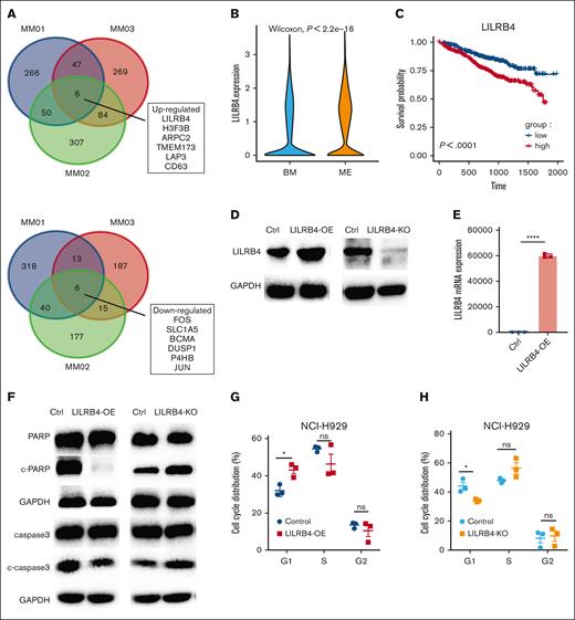 Effect of LILRB4 on survival, PARP and caspase-3 cleavage expression, and cell cycle progression. (A) Venn diagrams of DEGs of PCs within or outside the BM from 3 patients. (B) Expression of LILRB4 in PCs from BM and ME. (C) Overall survival of patients with different expressions of LILRB4. (D-E) Effect of LILRB4 overexpression and KO on the protein and messenger RNA expression of LILRB4 in NCI-H929 cells. (F) Effect of LILRB4 overexpression and KO on PARP and caspase 3 cleavage in NCI-H929 cells. (G-H) Effect of LILRB4 overexpression and KO on cell cycle progression.