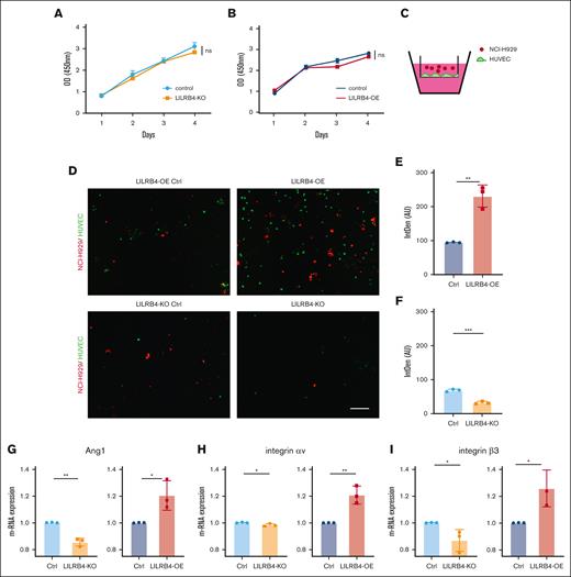 LILRB4 contributes to MM cell migration. (A-B) Analysis of the effect of LILRB4 on cell proliferation using the cell counting kit-8 assay. (C) Cell migration assay. HUVECs expressing green fluorescence protein were seeded on the transwell membrane (8 μm pore size). After 48 hours, LILRB4-OE and KO NCI-H929 cells expressing red fluorescence protein were cultured in the upper chamber for 24 hours. (D) Number of representative migrating cells counted using confocal microscopy. Scale bar, 50 μm. (E-F) The number of migrating LILRB4-OE and KO NCI-H929 cells. Data are means and standard error of the mean of 3 independent experiments. (G-I) Effect of LILRB4 KO and overexpression on the messenger RNA expression of angiopoietin 1, integrin αv, and integrin β3.