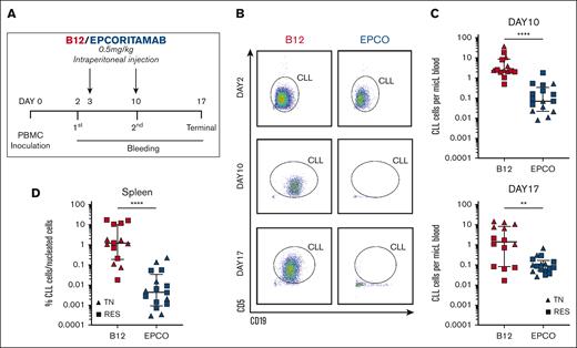 Epcoritamab eliminates CLL cells in PDXs. (A) PBMCs from patients who were TN (n = 3, triangles) and RES (n = 4, squares) were injected into NSG mice on experimental day 0. Cell engraftment was confirmed on day 2 via flow cytometry. Mice were then treated once weekly with either epcoritamab or B12 control (0.5 mg/kg). Four or 5 mice were included for each patient and divided between the 2 treatment groups (n = 7 patients; n = 31 mice). (B) Representative flow cytometry dot plots of peripheral blood from mice treated with either epcoritamab (EPCO) or B12 control (B12) on day 2 (top, before treatment), day 10 (middle, after 1 injection), and day 17 (bottom, after 2 injections). (C) Comparison of the mean CLL cell count in the peripheral blood between EPCO-treated (blue) and B12-treated (red) groups on experimental days 10 and 17. (D) Percentage of CLL cells among nucleated cells in the spleen on experimental day 17 between the EPCO-treated (blue) and B12-treated (red) groups. The median and interquartile ranges are indicated. Asterisks indicate statistical significance using Mann-Whitney test. ∗∗P< .01; ∗∗∗∗P< .0001.