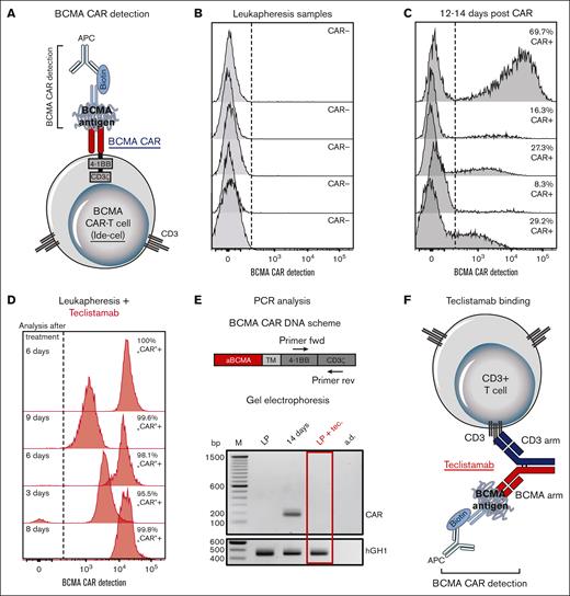 Interference of BCMA CAR-T cell detection with teclistamab. (A) Schematic overview of BCMA CAR-T cell detection. (B-D) BCMA CAR-T cell detection by flow cytometry of 5 samples of patients with MM (B) at the time of leukapheresis and (C) 12 to 14 days after BCMA CAR-T cell treatment (Ide-cel). Furthermore, samples from 5 patients pretreated with teclistamab were analyzed (D) at the time of leukapheresis. Dashed lines indicate cutoff values for defining CAR-positive T cells. (E) (Top) schematic overview of BCMA CAR DNA, including the location of forward (fwd) and reverse (rev) primers. (E) (Bottom) gel electrophoresis of quantitative PCR amplified BCMA CAR DNA products from samples of patients with MM, taken at the time of leukapheresis (LP); 14 days after CAR-T cell administration (Ide-cel) (14 days) and at leukapheresis with teclistamab pretreatment (LP + tec.). Human Growth Hormone 1 (hGH1) served as the reference gene and aqua dest. (a.d.) as the negative control. Shown is 1 experiment out of 5. The gel image was adjusted for contrast and brightness, with no nonlinear adjustments. (F) Schematic overview of the recognition of teclistamab binding to CD3 T cells using BCMA CAR detection reagent. TM, transmembrane domain.