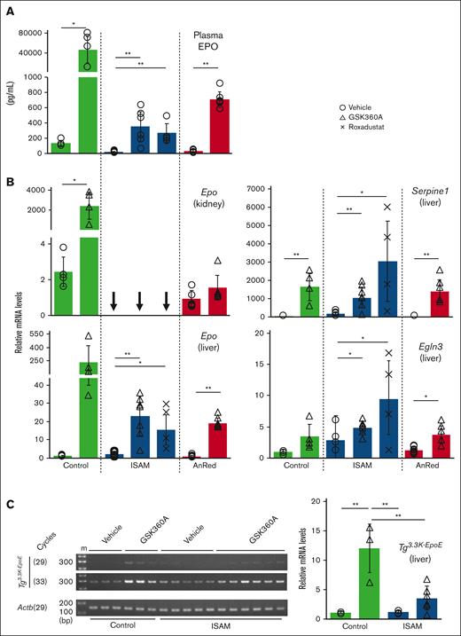 EPO induction by HIF-PHIs is attenuated in the ISAM and AnRED mutant mouse lines. (A) Plasma EPO concentrations in the control, ISAM, or AnRED mice at 6 hours after injection of vehicle, GSK360A (50 mg/kg), or roxadustat (200 mg/kg). (B) mRNA expression levels of the Epo, Serpine1, and Egln3 genes in the kidneys or livers of control, ISAM, or AnRED mice at 6 hours after injection of vehicle, GSK360A (50 mg/kg), or roxadustat (200 mg/kg). (C) A semiquantitative RT-PCR analysis was conducted to examine the expression levels of the Epo transgene (Tg3.3K-EpoE) in the livers of control and ISAM mice at 6 hours after injection of vehicle or GSK360A (50 mg/kg). Based on the band intensities after agarose electrophoresis (representative images of 29- and 33-cycle PCR products are shown in the left panel), the expression levels were estimated (right) after normalization to Actb expression levels. m, size markers. The average mRNA expression levels in the livers of vehicle-treated control mice were normalized to 1 for each gene in panels B-C. Arrows indicate undetectable levels. ∗P < .05 or ∗∗P < .01 calculated by Student t test (control, AnRED, and ISAM in panel A-C) or Tukey-Kramer test (ISAM in panel B).