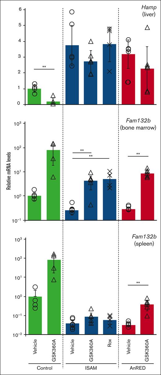 Hepcidin expression levels are unaffected by HIF-PHIs in the ISAM and AnRED mutant mouse lines.Hamp (hepcidin) and Fam132b (erythroferrone) mRNA expression in the livers, bone marrow, and spleens was analyzed in the control, ISAM, or AnRED mice at 6 hours after injection of GSK360A (50 mg/kg) or roxadustat (Rox, 200 mg/kg). In each graph, the average expression levels in the vehicle-treated control mice were normalized to 1. ∗P< .05 or ∗∗P < .01 calculated by Student t test (Control and AnRED) or Tukey-Kramer test (ISAM).