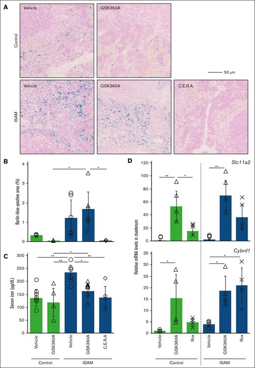 GSK360A-mediated mobilization of stored iron in the spleen is blocked in ISAM mice. (A) Berlin-blue staining detected iron deposition in spleen sections of the control or ISAM mice, 2 days after the final injection of GSK360A (Figure 4A). The scale bar indicates 50 μm. (B) The percentage of Berlin-blue–positive areas in each spleen section was quantified. (C) Serum concentrations of iron were measured 2 days after the final injection of GSK360A (Figure 4A). Data from C.E.R.A.–treated ISAM mice were used as positive controls for panels A-C. (D) The mRNA expression in the duodenums was analyzed in control or ISAM mice at 6 hours after injection of GSK360A (50 mg/kg) or roxadustat (200 mg/kg). In each graph, the average mRNA expression levels in the vehicle-treated control mice were normalized to 1. ∗P < .05 and ∗∗P < .01 determined by the Tukey-Kramer test.