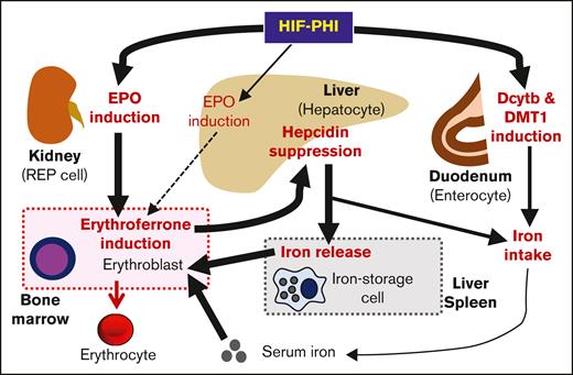 Scheme of the mechanism by which HIF-PHI induces erythropoiesis and iron mobilization. This study, using mutant mouse lines in which the Epo gene is modified, demonstrates that HIF-PHIs induce erythropoiesis primarily by activating renal Epo gene expression. Hepatic EPO induction contributes marginally to the therapeutic effects of HIF-PHIs. HIF-PHIs directly regulate neither hepcidin expression in the liver nor the mobilization of stored iron. Hepatic hepcidin expression is fundamentally suppressed by erythroferrone, which is secreted from erythroblasts stimulated by EPO. Hepcidin suppression results in the induction of iron release from iron-storage cells. Erythroblasts use serum iron for hemoglobin synthesis without hepcidin suppression. Regardless of EPO induction, HIF-PHIs directly drive the duodenal induction of duodenal cytochrome b and divalent metal transporter 1, which promote iron intake from food in coordination with hepcidin suppression.