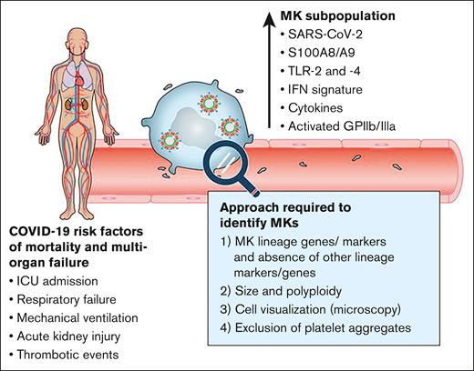 Circulating SARS-CoV-2+ megakaryocytes associate with severe viral infection in COVID-19. A subpopulation of proinflammatory megakaryocytes (MK) is identified in the peripheral blood of patients with COVID-19 with severe manifestations. These cells contain calprotectin heterodimers (S100A8/A9), present interferon response and inflammatory cytokines signatures, and are activated. SARS-CoV-2 can be found in megakaryocytes. SARS-CoV-2 protein and RNA (a whole virus is illustrated, although the presence of actual virions in circulating megakaryocytes is hypothetical and is not shown in this study). The number of SARS-CoV-2-containing megakaryocytes strongly correlates with risk factors such as mortality and multiorgan injury. A combination of experimental approaches is needed to confirm the presence of megakaryocytes. Professional illustration by ScEYEnce Studios.