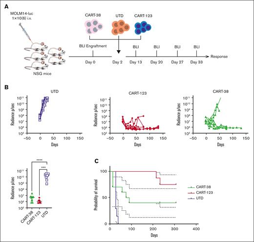 In vivo activity of CART-38 in AML.