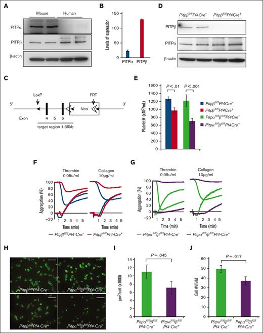 Platelet-specific loss of both PITPs impairs ex vivo platelet aggregation/secretion and spreading. (A) Western blot analysis of PITP expression in human platelets compared with their mouse counterparts. (B) Western blot–based densitometry quantification of individual PITP isoforms in human platelets. (C) Schematic representation of the conditional targeting strategy for Pitpβ. A 1.89 kb genomic DNA of PITPβ (which includes exons 4-6) was targeted by the insertion of loxP recombination sites. The Neo cassette was removed by crossing with the FRT mice before further crossing with PF4-Cre transgenic mice. (D) Western blot of platelet lysates demonstrating the specific deletion of the PITPβ isoform in Pitpβfl/flPf4-Cre+ mice. (E) Complete blood count analyses show mild thrombocytopenia in Pitpβfl/flPf4-Cre+ mice and more severe thrombocytopenia in Pitpαfl/fl/βfl/flPf4-Cre+ mice compared with their respective littermate controls (n = 6 for Pitpβfl/flPf4-Cre- mice; n = 8 for Pitpβfl/flPf4-Cre+ mice; n = 13 for Pitpαfl/fl/βfl/flPf4-Cre- mice; and n = 9 for Pitpαfl/fl/βfl/flPf4-Cre+ mice; error bars are standard deviation(s.d.); P values are shown obtained from unpaired t test). (F,G) Ex vivo analysis of platelet aggregation and dense granule secretion. PITPβ-null platelets aggregate normally, but dense granule secretion was impaired in response to low-dose thrombin (0.05 U/mL) and collagen (10 μg/mL), as measured by adenosine triphosphate release (F). Deleting both PITP isoforms increased the severity of aggregation and secretion defects (G). Adenosine triphosphate secretion traces start at 100% and trend downward, and aggregation traces start at 0% and trend upward. Traces are representative of 5 separate experiments per condition. (H) Spreading of PITPβ-null and PITPα/β-null platelets on fibrinogen after stimulation with thrombin (0.025 U/mL) revealed that PITPα/β-null platelets had a spreading defect, whereas PITPβ-null platelets spread normally. (I) PITPα/β-null platelet spreading was quantified as the total cumulative area of platelets per field (n = 3 per group). (J) The number of adherent PITPα/β-null platelets was quantified as the average number per field under a 100× microscope. (n = 5 per group; error bars represent s.d.; P values are shown, unpaired t test).